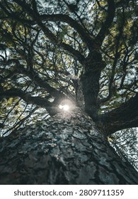 A ray of sunlight passing through the branches of a tree