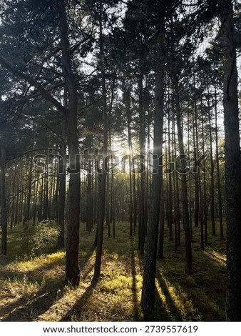 Ray of Sunset Sunshine Through Thick Forest Trees
