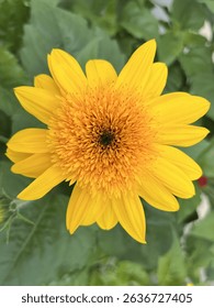 Ray of sunshine spring bloom