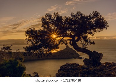 Ray of sunshine through the small juniper at sunrise with clouds in Crimea Sudak nature reserve. Place Noviy Svet. Cape Kapchik. Bonsai viewpoint.  - Shutterstock ID 1722786418