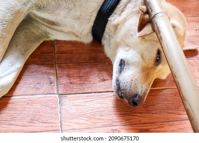 Rayong Thailand August 3 2020. Brown Dog Laying On The Floor. Dog With His Ear Folded Under A Bamboo Furniture Part. Funny Looking Pet On The Floor. Dog Wearing A Dog Collar Indoors. Adorable Pet.