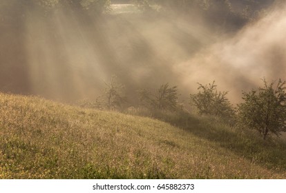 rays