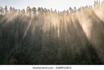 Rays Burst Between Tips of Pine Trees through fog in Yellowstone