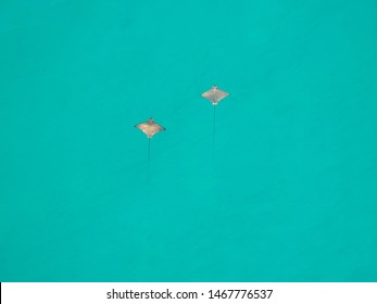 Rays dancing in the ocean, Seychelles