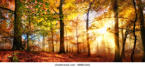 Rays Of Gold Sunlight In A Misty Forest With Warm Vibrant Colors Autumn