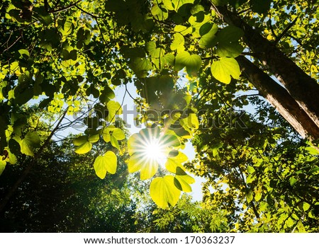 Rays of light beaming trough the tree branches and leafs in fore