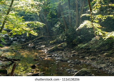 Rays of light coming through the trees  over a river or stream i