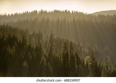 rays of light  in the forest