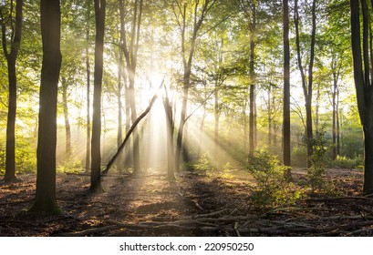 Rays of light in forrest