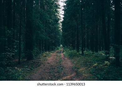 Rays of light shining through the forest in early morning. Autumn forest scenery with rays of warm light illuminating the foliage and a footpath. Beautiful spruce forest. Many trees green spruce.