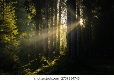 Rays of light through the trees in pine tree forest. Dark fairytale forest