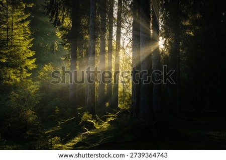 Rays of light through the trees in pine tree forest. Dark fairytale forest
