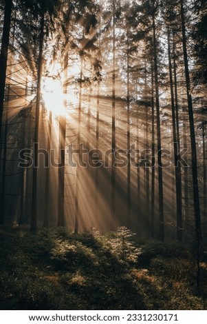 Rays of the morning sun shine through the dark forest as a hope for the plants to live better and to be able to carry out photosynthesis. Nature's fairy tale.
