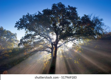 Rays Of Morning Sun Shining Through The Big Oak Tree And Fog In Autumn