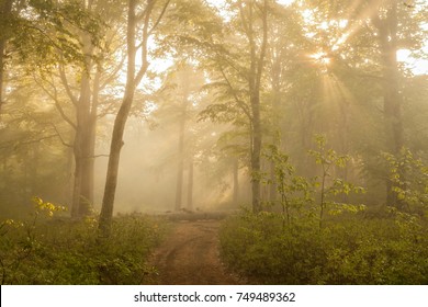 41,702 Sun through fog Images, Stock Photos & Vectors | Shutterstock