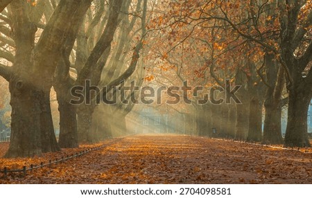 The rays of the rising sun breaking through the morning mist in the avenue of plane trees