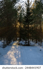 The rays of the setting sun break through the dense branches of a dense coniferous dark forest. Winter landscape in the forest