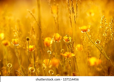 Rays of the setting sun on yellow flowers- meadow flowers