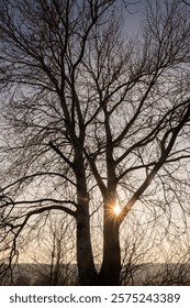 The rays of the setting sun passing through the branches of a tree without leaves