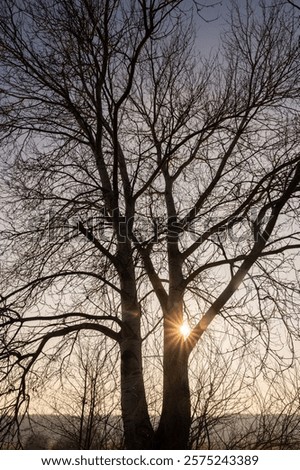 The rays of the setting sun passing through the branches of a tree without leaves