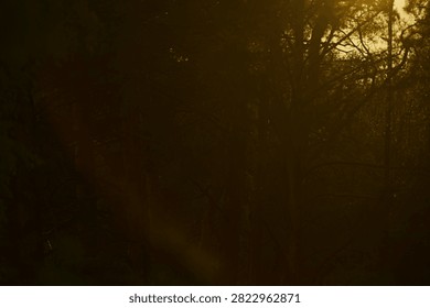 The rays of the setting sun in the treetops