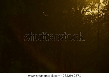 The rays of the setting sun in the treetops