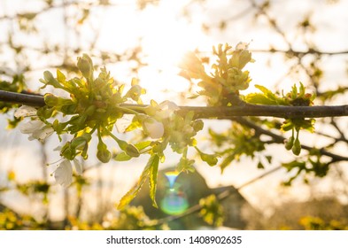 rays of sun break through the  branch and leaves. blooming tree in spring time with white flowers
