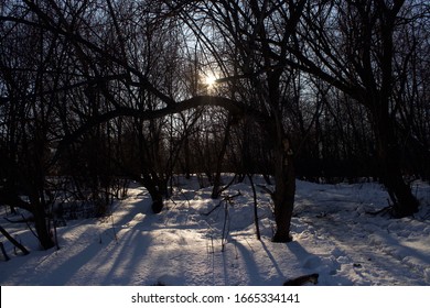 The rays of the sun break through the branches of trees.