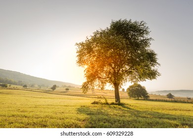 The rays of the sun breaking through tree branches. Sunset at the field.