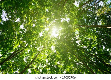 rays of sun in deep forest
