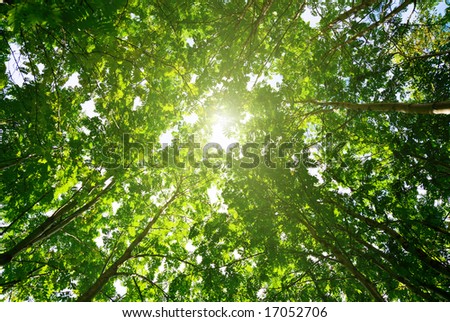 rays of sun in deep forest