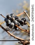 The rays of the sun fall on a limited bunch of grapes, it looks very appetizing