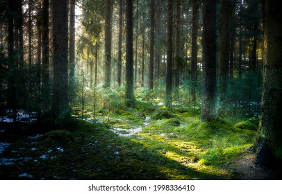 The rays of the sun in the forest thicket. Mossy forest sunbeams. Sunbeams in mossy forest. Green moss forest sunbeams view