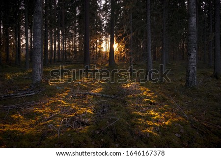 Image, Stock Photo Pine forest against the light