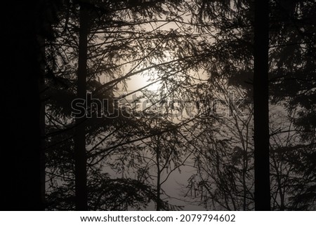 the rays of the sun make their way through the fog and tree branches