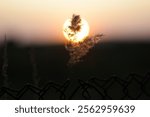 a the rays of sun shining through the branches of a willow