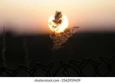 a the rays of sun shining through the branches of a willow