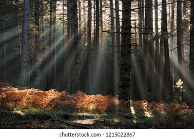 rays of sun shining through the trunk of a pinewood in Etna Park, Sicily  