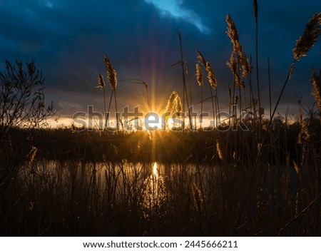 The rays of the sun at sunset breaking through thick dark clouds and illuminating the reeds on the river bank with golden backlight