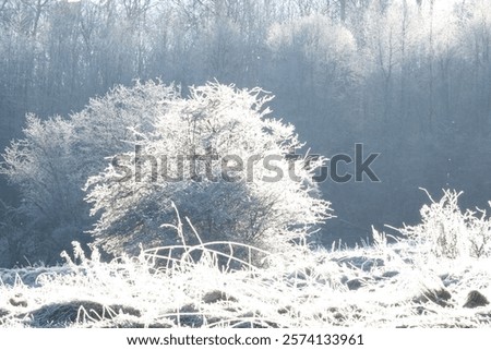 Similar – Image, Stock Photo Frozen grass and bushes in winter day