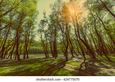 Rays of sun through the branches in the forest on the river bank - vintage color effect 