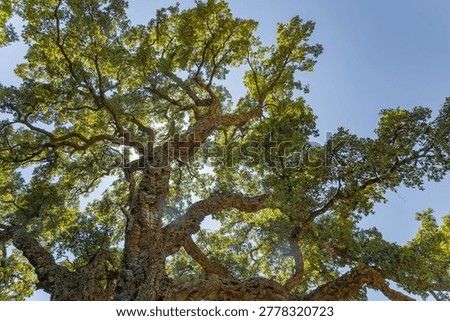 the rays of the sun through the lush crown of a cork tree, the green foliage of a tree, a view from below against the background of a blue sky, South France