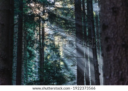 Rays of sunlight break through in the misty pine tree forest