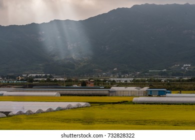 Rays of sunlight breaking trough clouds and shinning brightly on hillside of rural community with golden fields of rice in the foreground.