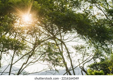 Rays Of Sunlight Entering Through The Branches Of A Zanthoxylum Rhoifolium Or Tachuelo, In A Beautiful Sunset In Summer. Tree With Thin Branches And Small Green Leaves With Thorns.