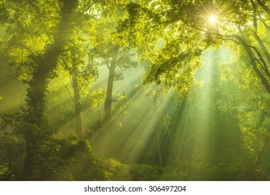 Rays of sunlight and Green Forest
