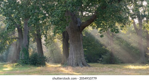 Rays Of Sunlight On Southampton Common