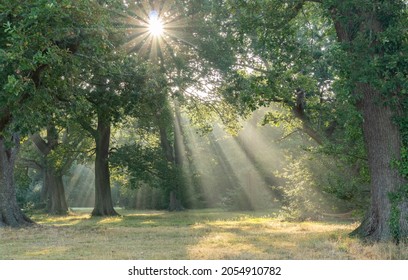 Rays Of Sunlight On Southampton Common