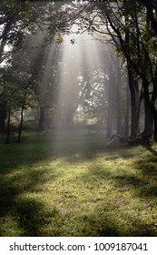 Rays of sunlight peek through the trees. 