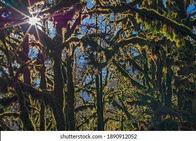 Rays of sunlight shine through the branches of old boxwood trees covered with thick green moss.